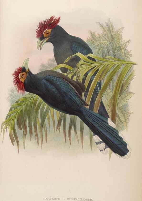 Reproducción/Reproduction 48630508996: Birds of Asia / by John Gould.. London :Printed by Taylor and Francis, pub. by the author,1850-1883.. 