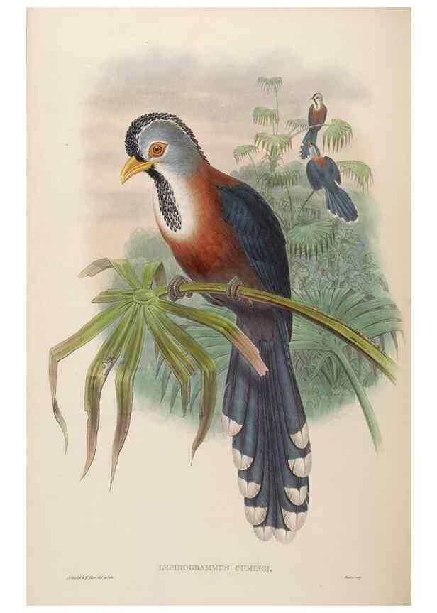 Reproducción/Reproduction 48630509651: Birds of Asia / by John Gould.. London :Printed by Taylor and Francis, pub. by the author,1850-1883.. 