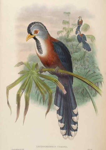 Reproducción/Reproduction 48630509651: Birds of Asia / by John Gould.. London :Printed by Taylor and Francis, pub. by the author,1850-1883.. 