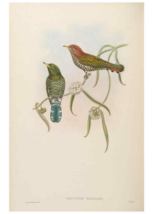 Reproducción/Reproduction 48630157303: Birds of Asia / by John Gould.. London :Printed by Taylor and Francis, pub. by the author,1850-1883.. 