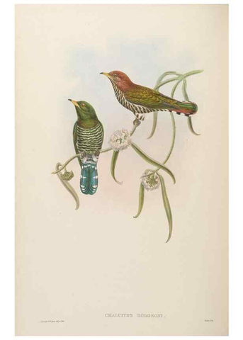 Reproducción/Reproduction 48630157303: Birds of Asia / by John Gould.. London :Printed by Taylor and Francis, pub. by the author,1850-1883.. 