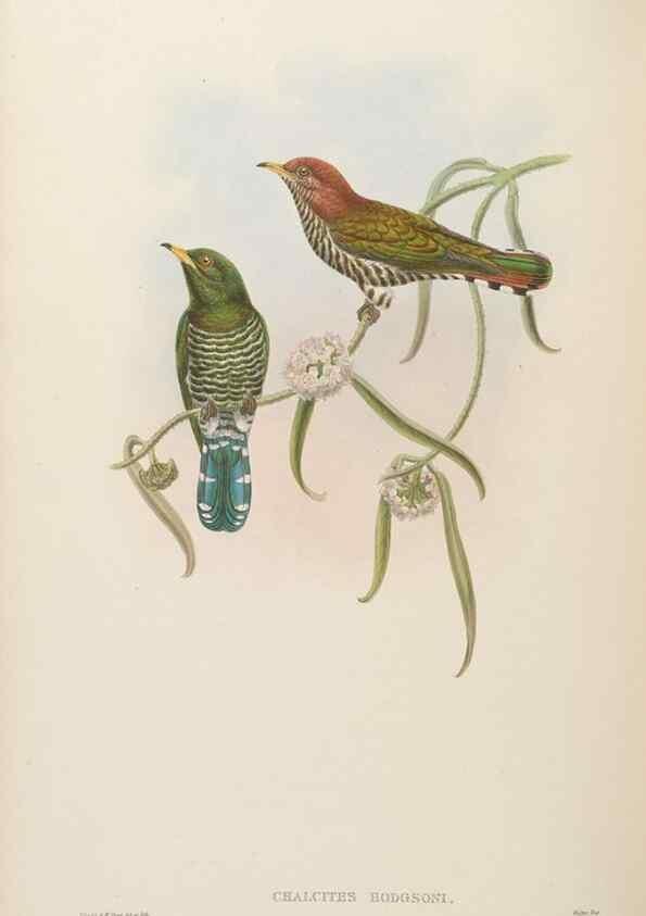 Reproducción/Reproduction 48630157303: Birds of Asia / by John Gould.. London :Printed by Taylor and Francis, pub. by the author,1850-1883.. 