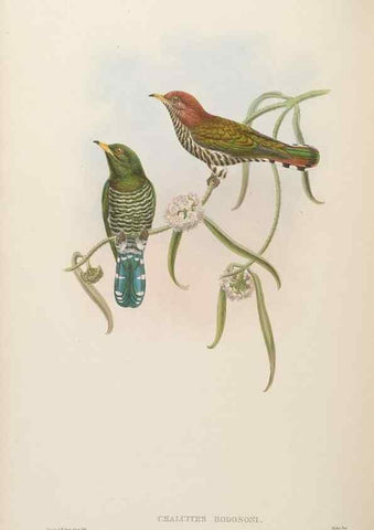 Reproducción/Reproduction 48630157303: Birds of Asia / by John Gould.. London :Printed by Taylor and Francis, pub. by the author,1850-1883.. 