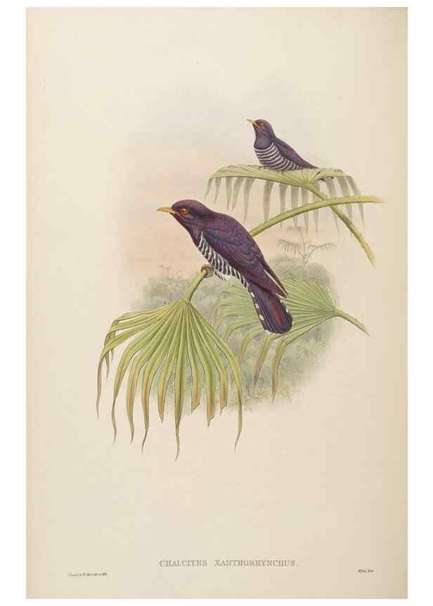 Reproducción/Reproduction 48630157878: Birds of Asia / by John Gould.. London :Printed by Taylor and Francis, pub. by the author,1850-1883.. 