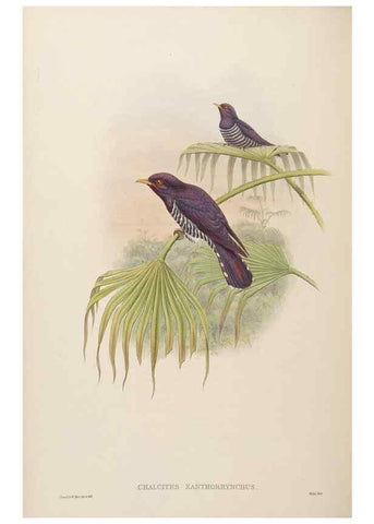Reproducción/Reproduction 48630157878: Birds of Asia / by John Gould.. London :Printed by Taylor and Francis, pub. by the author,1850-1883.. 