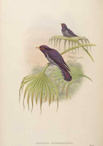 Reproducción/Reproduction 48630157878: Birds of Asia / by John Gould.. London :Printed by Taylor and Francis, pub. by the author,1850-1883.. 