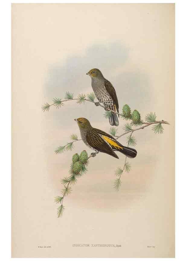 Reproducción/Reproduction 48630662752: Birds of Asia / by John Gould.. London :Printed by Taylor and Francis, pub. by the author,1850-1883.. 