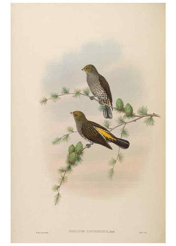 Reproducción/Reproduction 48630662752: Birds of Asia / by John Gould.. London :Printed by Taylor and Francis, pub. by the author,1850-1883.. 
