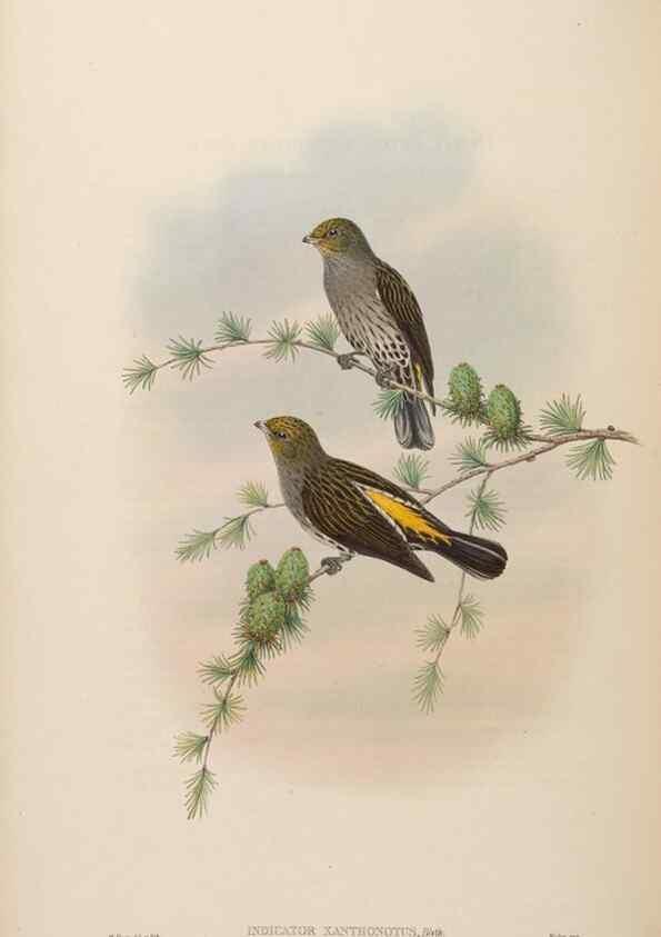 Reproducción/Reproduction 48630662752: Birds of Asia / by John Gould.. London :Printed by Taylor and Francis, pub. by the author,1850-1883.. 