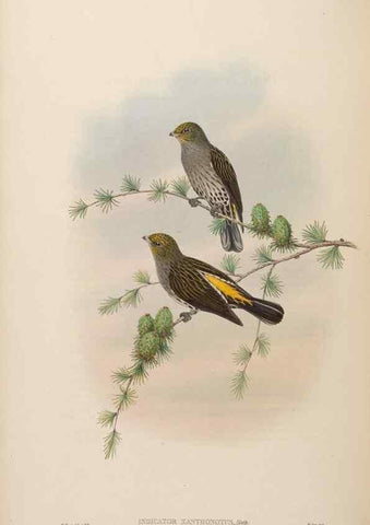 Reproducción/Reproduction 48630662752: Birds of Asia / by John Gould.. London :Printed by Taylor and Francis, pub. by the author,1850-1883.. 