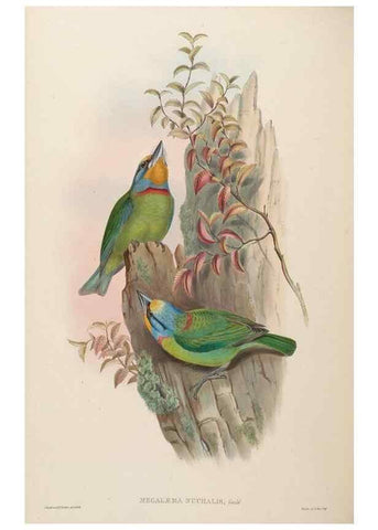 Reproducción/Reproduction 48630511861: Birds of Asia / by John Gould.. London :Printed by Taylor and Francis, pub. by the author,1850-1883.. 