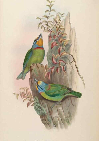 Reproducción/Reproduction 48630511861: Birds of Asia / by John Gould.. London :Printed by Taylor and Francis, pub. by the author,1850-1883.. 