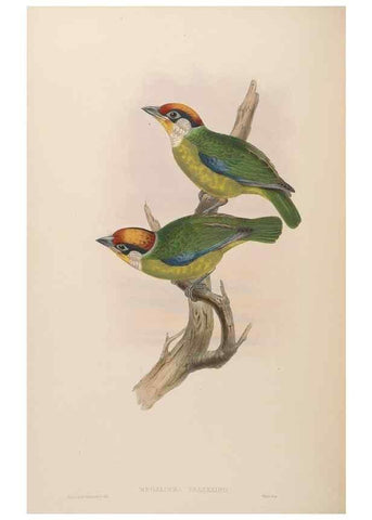 Reproducción/Reproduction 48630512361: Birds of Asia / by John Gould.. London :Printed by Taylor and Francis, pub. by the author,1850-1883.. 