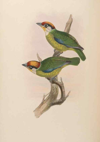 Reproducción/Reproduction 48630512361: Birds of Asia / by John Gould.. London :Printed by Taylor and Francis, pub. by the author,1850-1883.. 