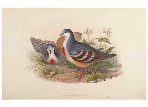 Reproducción/Reproduction 48630664547: Birds of Asia / by John Gould.. London :Printed by Taylor and Francis, pub. by the author,1850-1883.. 