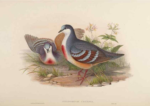 Reproducción/Reproduction 48630664547: Birds of Asia / by John Gould.. London :Printed by Taylor and Francis, pub. by the author,1850-1883.. 