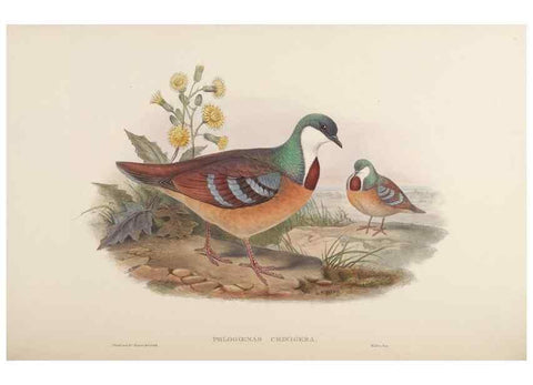 Reproducción/Reproduction 48630513661: Birds of Asia / by John Gould.. London :Printed by Taylor and Francis, pub. by the author,1850-1883.. 
