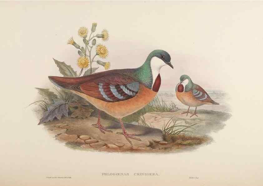 Reproducción/Reproduction 48630513661: Birds of Asia / by John Gould.. London :Printed by Taylor and Francis, pub. by the author,1850-1883.. 