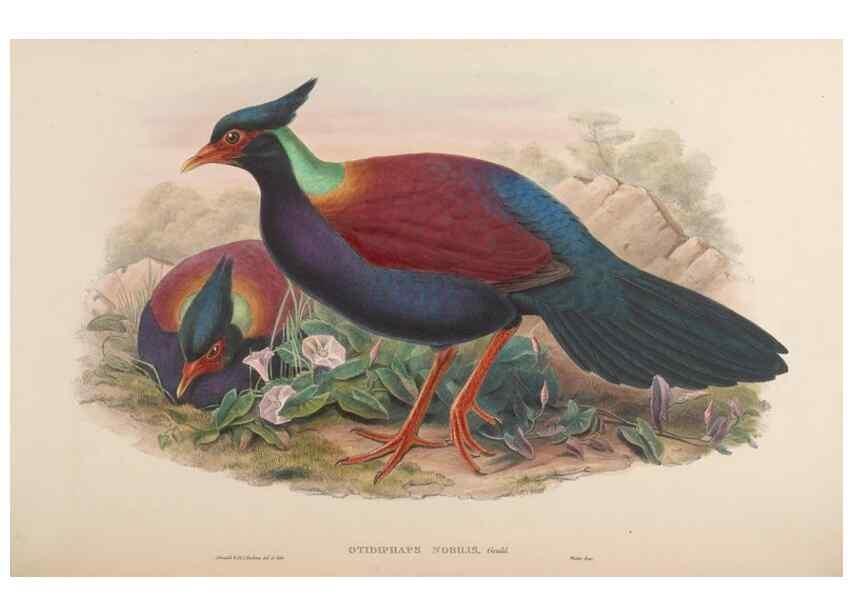 Reproducción/Reproduction 48630514076: Birds of Asia / by John Gould.. London :Printed by Taylor and Francis, pub. by the author,1850-1883.. 