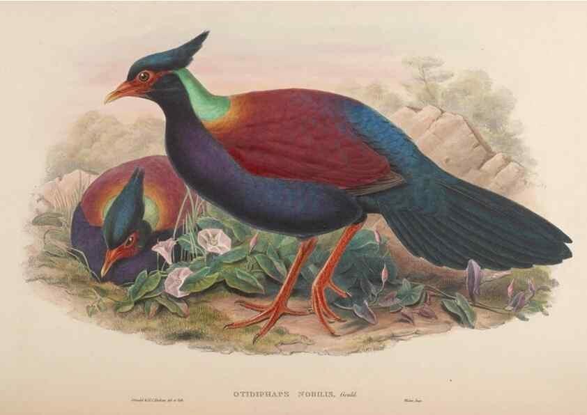 Reproducción/Reproduction 48630514076: Birds of Asia / by John Gould.. London :Printed by Taylor and Francis, pub. by the author,1850-1883.. 