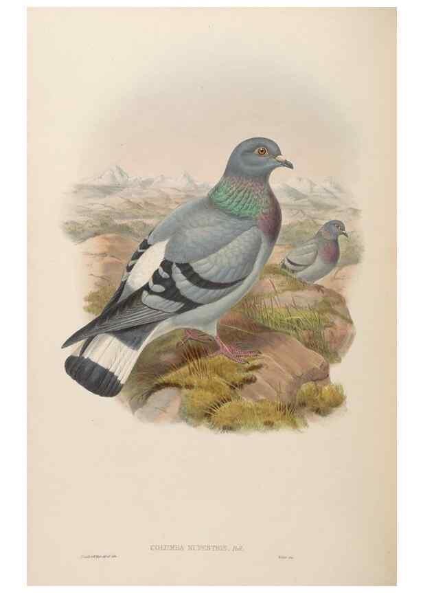 Reproducción/Reproduction 48630514661: Birds of Asia / by John Gould.. London :Printed by Taylor and Francis, pub. by the author,1850-1883.. 