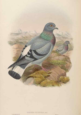 Reproducción/Reproduction 48630514661: Birds of Asia / by John Gould.. London :Printed by Taylor and Francis, pub. by the author,1850-1883.. 