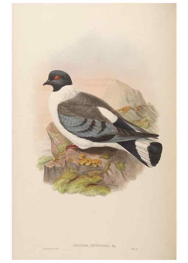 Reproducción/Reproduction 48630162418: Birds of Asia / by John Gould.. London :Printed by Taylor and Francis, pub. by the author,1850-1883.. 