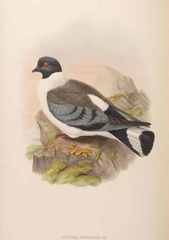 Reproducción/Reproduction 48630162418: Birds of Asia / by John Gould.. London :Printed by Taylor and Francis, pub. by the author,1850-1883.. 