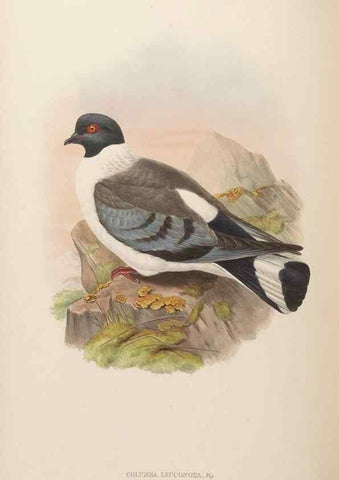 Reproducción/Reproduction 48630162418: Birds of Asia / by John Gould.. London :Printed by Taylor and Francis, pub. by the author,1850-1883.. 