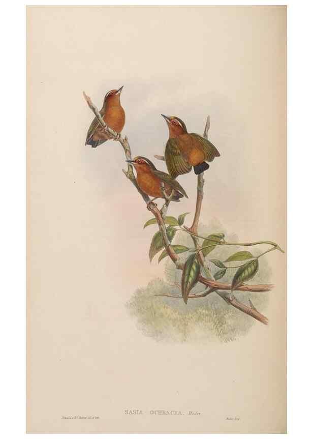 Reproducción/Reproduction 48630152688: Birds of Asia / by John Gould.. London :Printed by Taylor and Francis, pub. by the author,1850-1883.. 