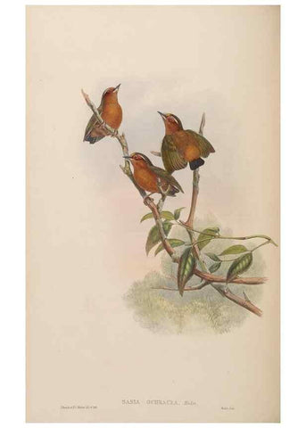 Reproducción/Reproduction 48630152688: Birds of Asia / by John Gould.. London :Printed by Taylor and Francis, pub. by the author,1850-1883.. 