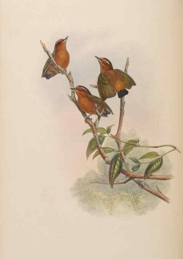 Reproducción/Reproduction 48630152688: Birds of Asia / by John Gould.. London :Printed by Taylor and Francis, pub. by the author,1850-1883.. 