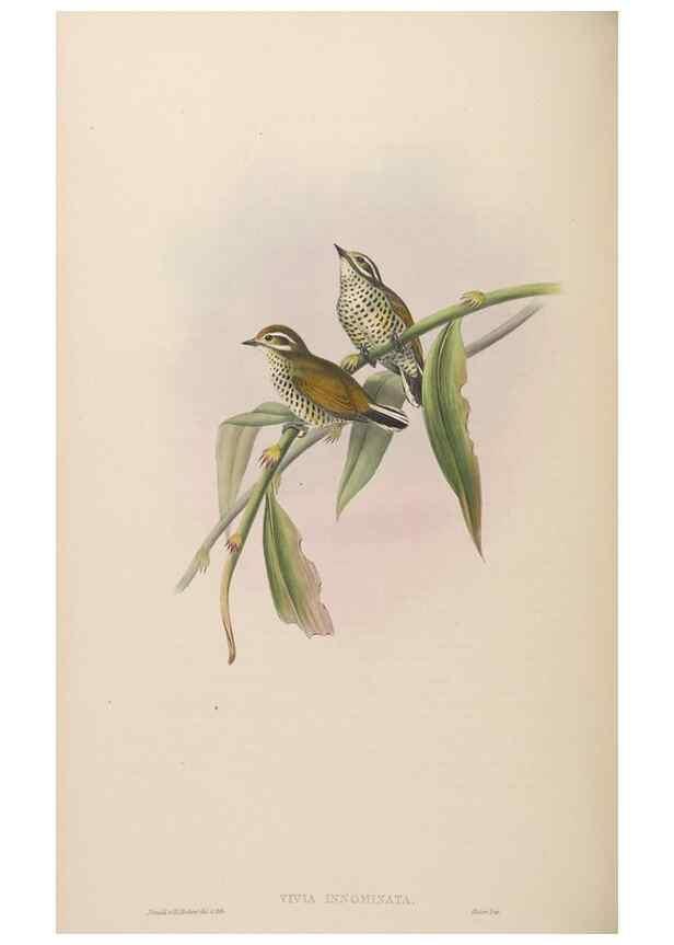 Reproducción/Reproduction 48630656552: Birds of Asia / by John Gould.. London :Printed by Taylor and Francis, pub. by the author,1850-1883.. 