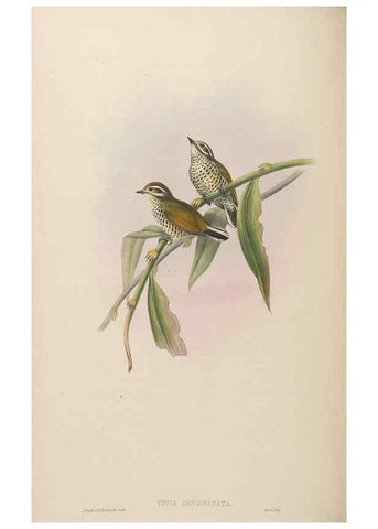 Reproducción/Reproduction 48630656552: Birds of Asia / by John Gould.. London :Printed by Taylor and Francis, pub. by the author,1850-1883.. 