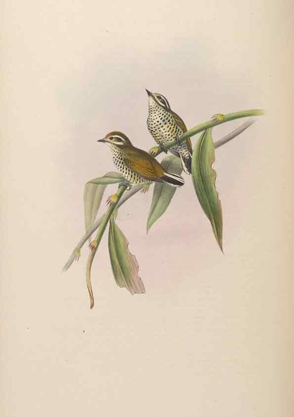 Reproducción/Reproduction 48630656552: Birds of Asia / by John Gould.. London :Printed by Taylor and Francis, pub. by the author,1850-1883.. 