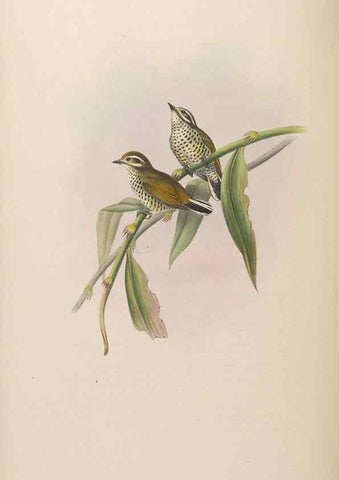 Reproducción/Reproduction 48630656552: Birds of Asia / by John Gould.. London :Printed by Taylor and Francis, pub. by the author,1850-1883.. 