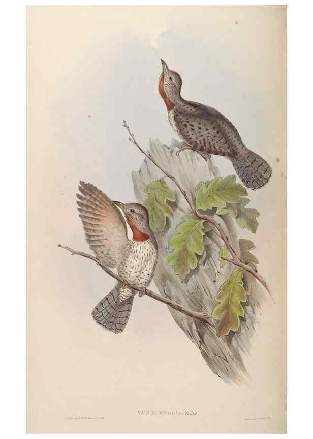 Reproducción/Reproduction 48630655757: Birds of Asia / by John Gould.. London :Printed by Taylor and Francis, pub. by the author,1850-1883.. 