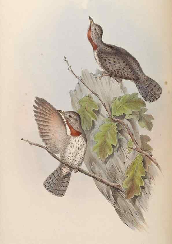 Reproducción/Reproduction 48630655757: Birds of Asia / by John Gould.. London :Printed by Taylor and Francis, pub. by the author,1850-1883.. 
