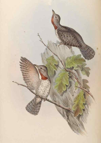 Reproducción/Reproduction 48630655757: Birds of Asia / by John Gould.. London :Printed by Taylor and Francis, pub. by the author,1850-1883.. 