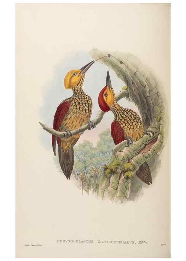 Reproducción/Reproduction 48630150038: Birds of Asia / by John Gould.. London :Printed by Taylor and Francis, pub. by the author,1850-1883.. 