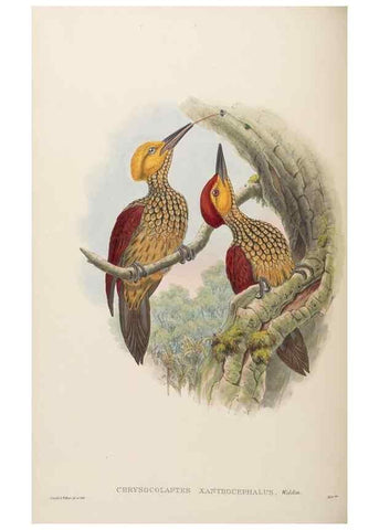 Reproducción/Reproduction 48630150038: Birds of Asia / by John Gould.. London :Printed by Taylor and Francis, pub. by the author,1850-1883.. 