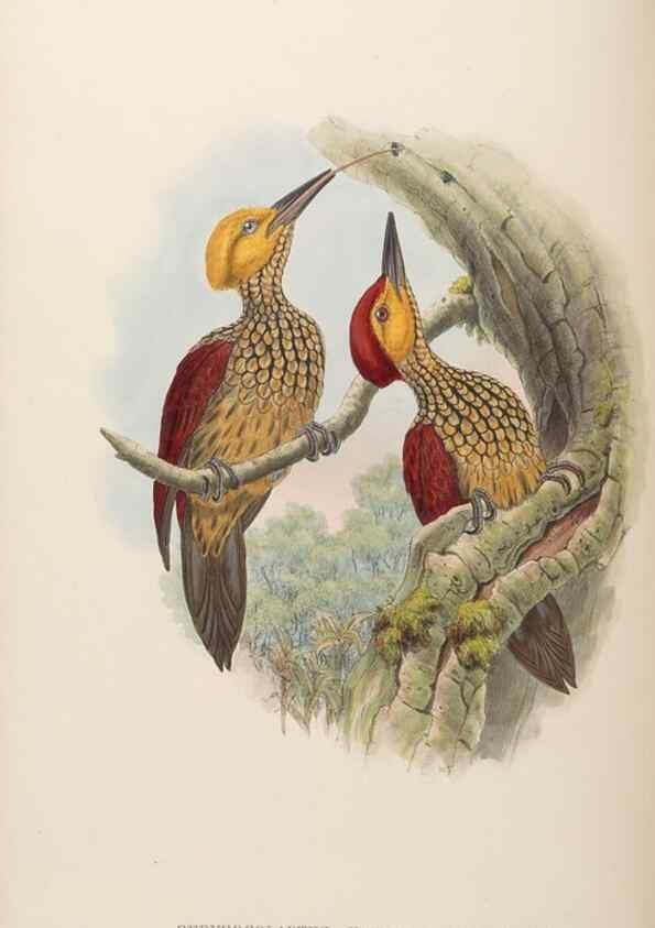 Reproducción/Reproduction 48630150038: Birds of Asia / by John Gould.. London :Printed by Taylor and Francis, pub. by the author,1850-1883.. 