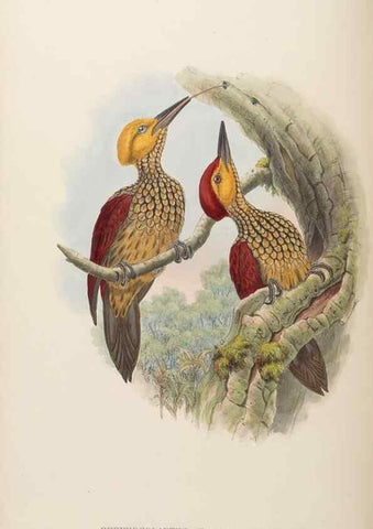 Reproducción/Reproduction 48630150038: Birds of Asia / by John Gould.. London :Printed by Taylor and Francis, pub. by the author,1850-1883.. 