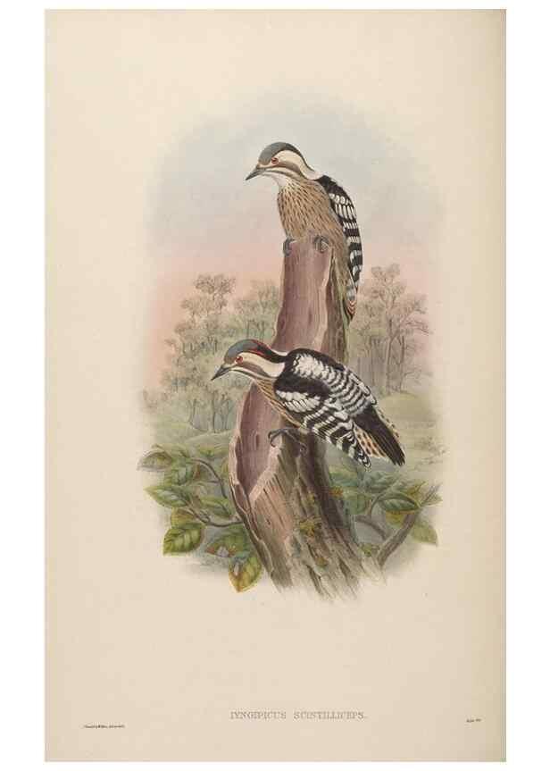 Reproducción/Reproduction 48630493401: Birds of Asia / by John Gould.. London :Printed by Taylor and Francis, pub. by the author,1850-1883.. 