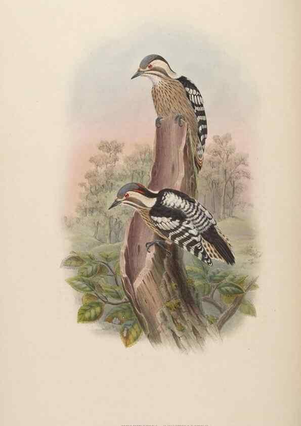 Reproducción/Reproduction 48630493401: Birds of Asia / by John Gould.. London :Printed by Taylor and Francis, pub. by the author,1850-1883.. 