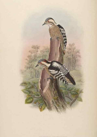 Reproducción/Reproduction 48630493401: Birds of Asia / by John Gould.. London :Printed by Taylor and Francis, pub. by the author,1850-1883.. 