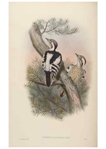 Reproducción/Reproduction 48630645132: Birds of Asia / by John Gould.. London :Printed by Taylor and Francis, pub. by the author,1850-1883.. 