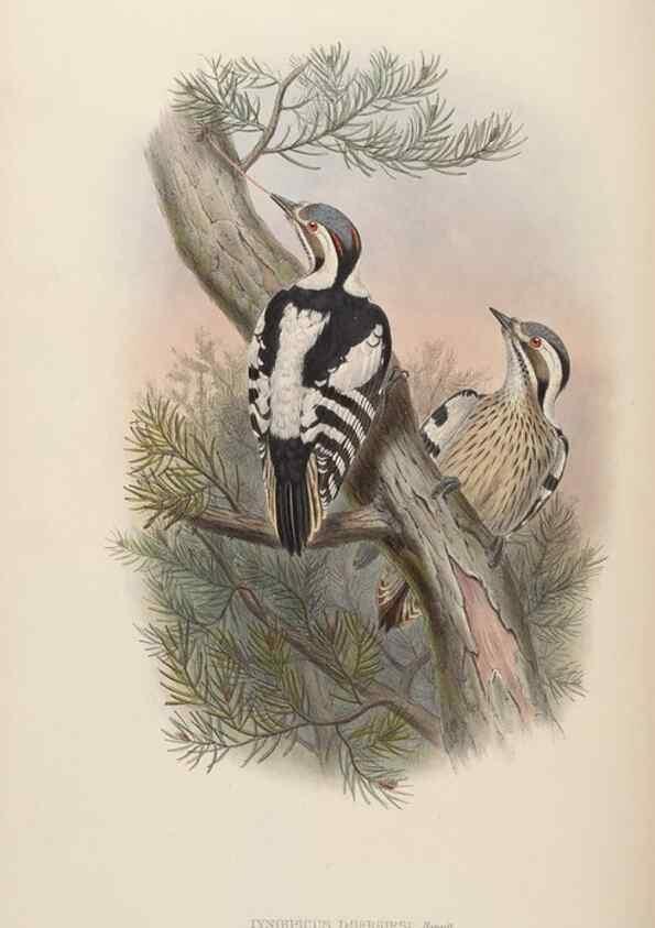 Reproducción/Reproduction 48630645132: Birds of Asia / by John Gould.. London :Printed by Taylor and Francis, pub. by the author,1850-1883.. 