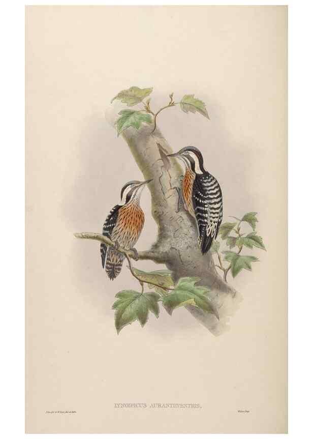 Reproducción/Reproduction 48630140883: Birds of Asia / by John Gould.. London :Printed by Taylor and Francis, pub. by the author,1850-1883.. 