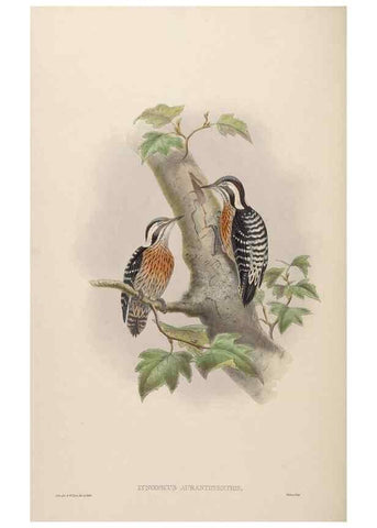 Reproducción/Reproduction 48630140883: Birds of Asia / by John Gould.. London :Printed by Taylor and Francis, pub. by the author,1850-1883.. 